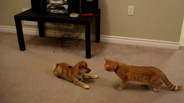 Shiba Inu Puppy Meeting Our Kitten For the First Time