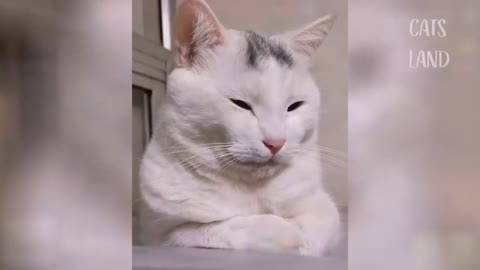 OMG So Cute Cats ♥ 2021 Best Funny Cat Videos ♥