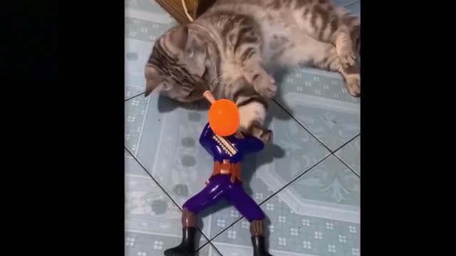 Cat doesn't care about anything- Funny and Brave Cat