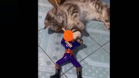 Cat doesn't care about anything- Funny and Brave Cat