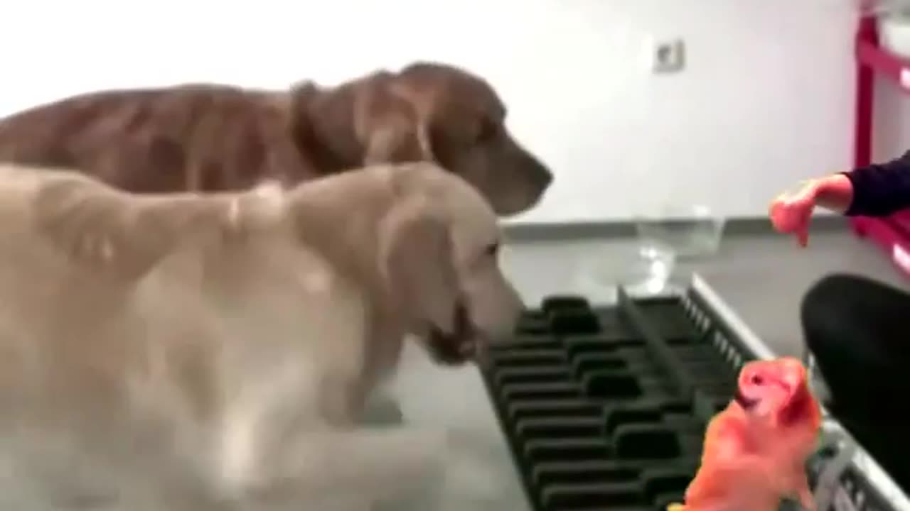 Two Dogs Play - Flea Waltz - REMIX - The Remix Bros