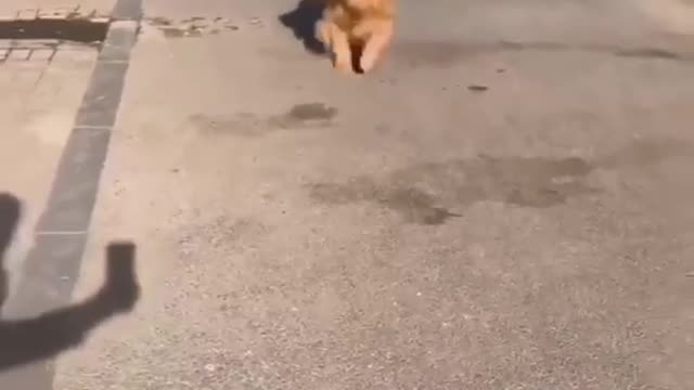 Funniest Dog World Number One Video 08