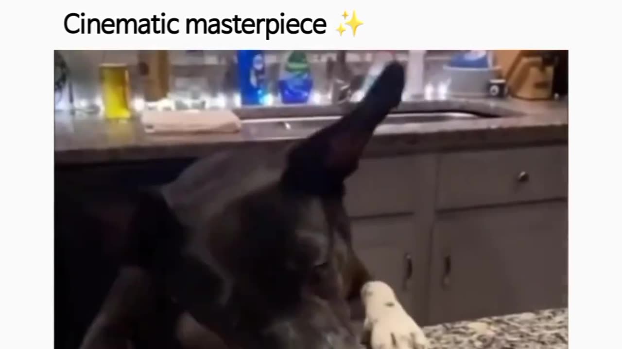 Funny dog