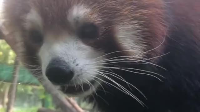 The cute little panda is staring at you
