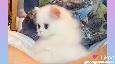 Funny cat