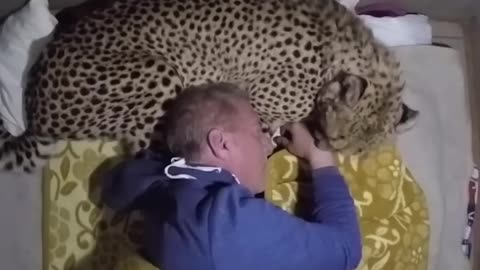 Would you sleep with a cheetah?