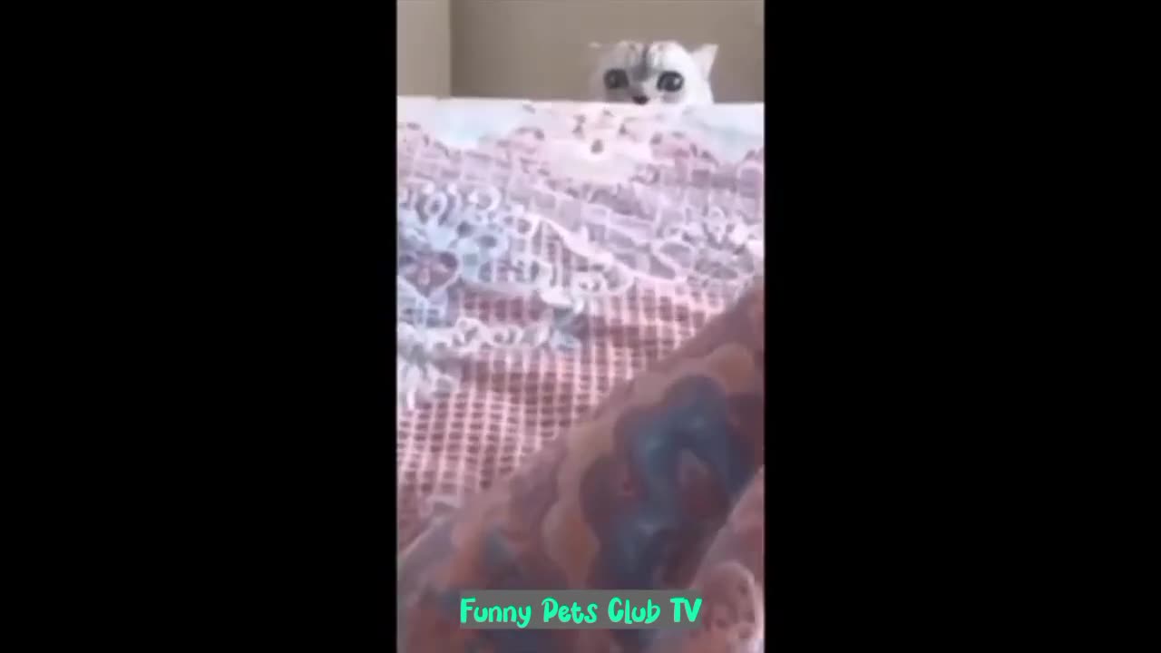 Funny Animal Videos 🤣 Funniest Cats and Dogs Videos 2024 😁