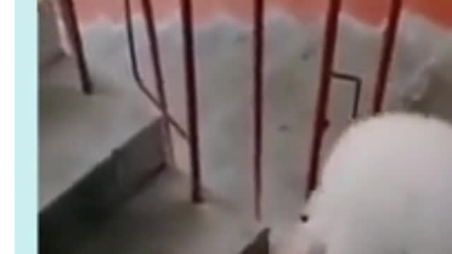 SPECIAL DELIVERY, FROM CUTEEE LITTLE PUPPY CLIMBING THE STAIRS