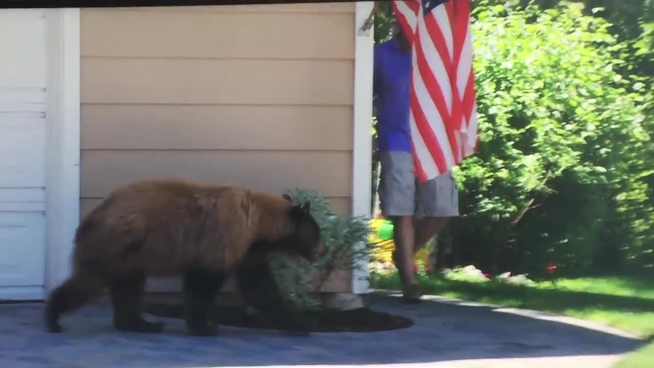 Bear and Man Spook Each Other