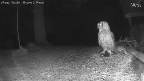 Night Ambush: Great Horned Owl vs. Striped Skunk 🌌🦉