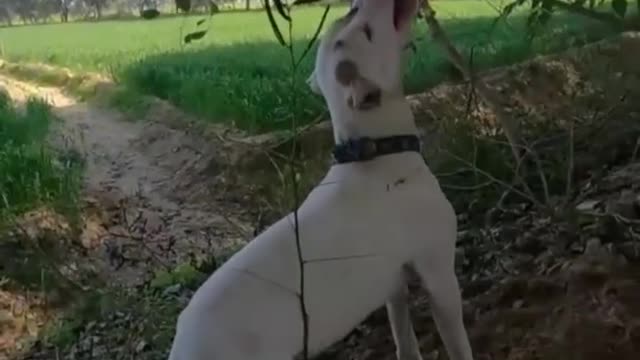 World Amazing Dog #rumble