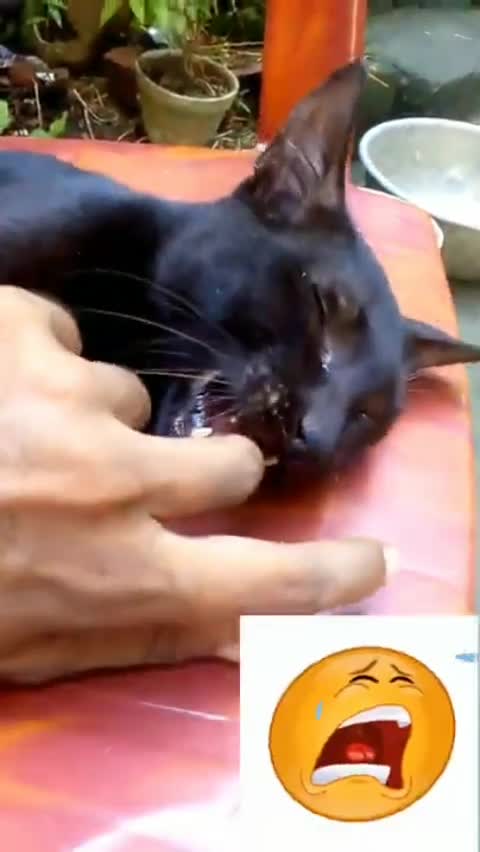 Black Cat disturbing