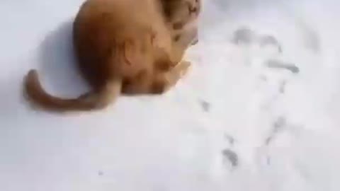 Cats Enjoying Snowfall , getting afraid of first winter snow 🖤