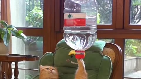 Cat stunts so funny video |Funny animal videos| try not to laugh
