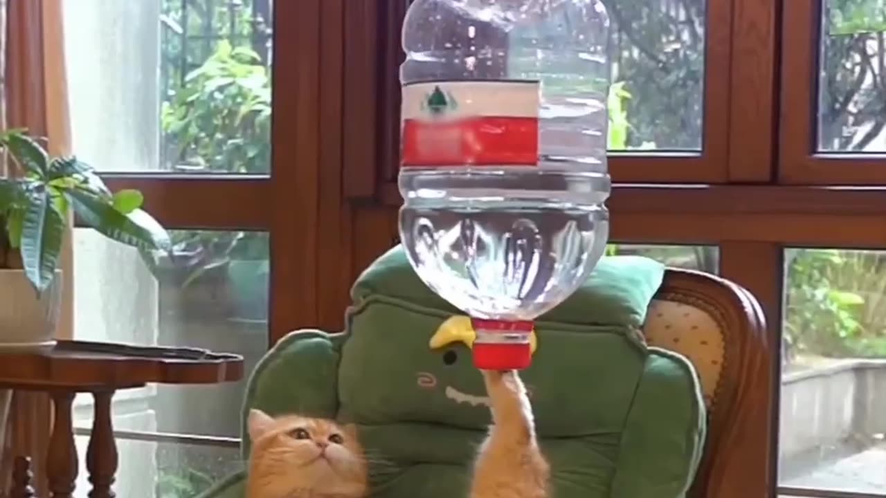 Cat stunts so funny video |Funny animal videos| try not to laugh