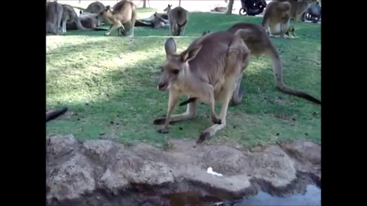 Baby Kangaroos CUTEST Compilation