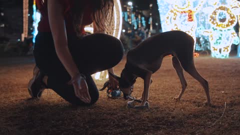 Women feeding a puppy in a Christmas park at night