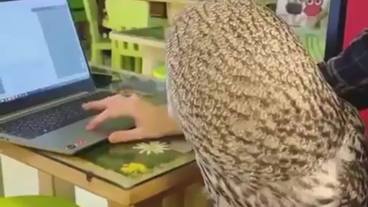 Owls are cats of the air