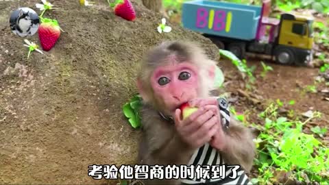 Little monkey, his clothes were stolen when he went to the toilet