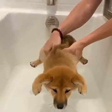 dogs bathing