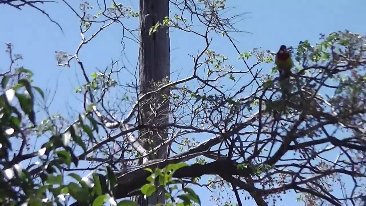 The Beautiful Colorful Eastern Rosella