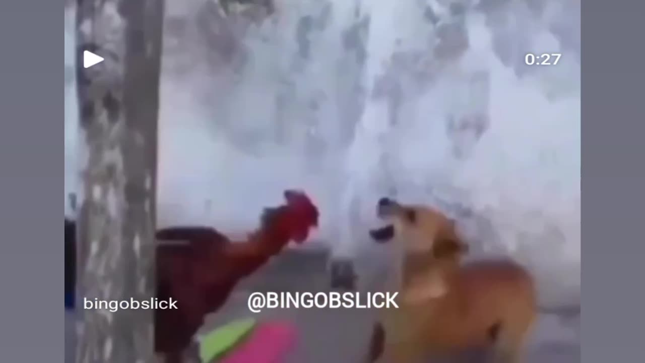 DOG 🐶 🆚️HEN 🐔 ll Funny fight scene