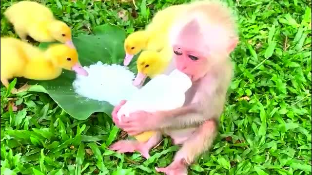 004 Lovely Baby monkey helps ducklings-MonkeyAnimals