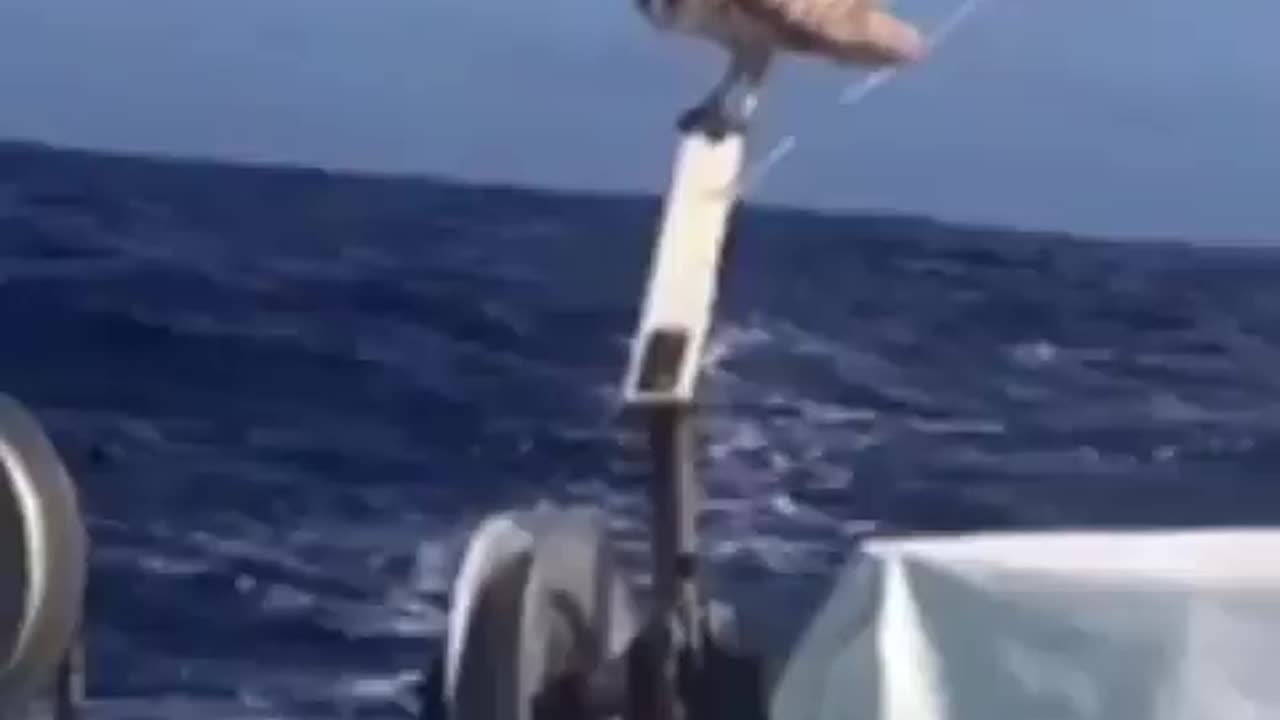 Wildlife & Funs