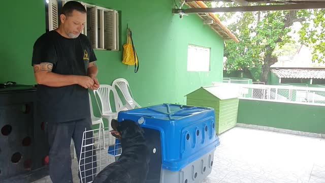 Teaching your dog to get into the easy carrier