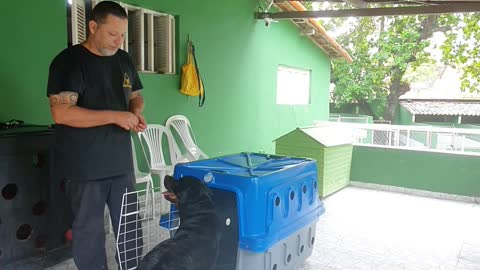 Teaching your dog to get into the easy carrier