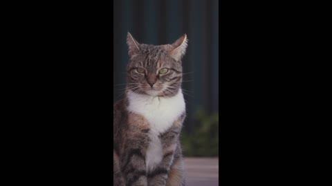 Funny cat looking around, #rumble, #rumble videos #PetsTv