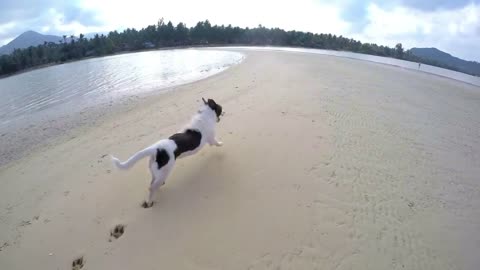 Happy Dog Running on Beach. Slow Motion