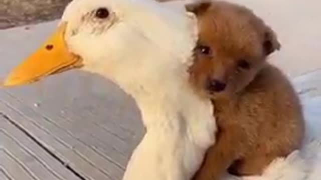 Cute Puppies And Chicken 😍😍