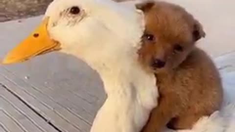 Cute Puppies And Chicken 😍😍