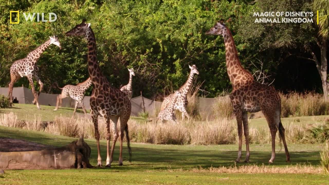 Kenya The Giraffe Gets A Pedicure _ Magic Of Disney’s Animal Kingdom _ National Geographic WILD UK