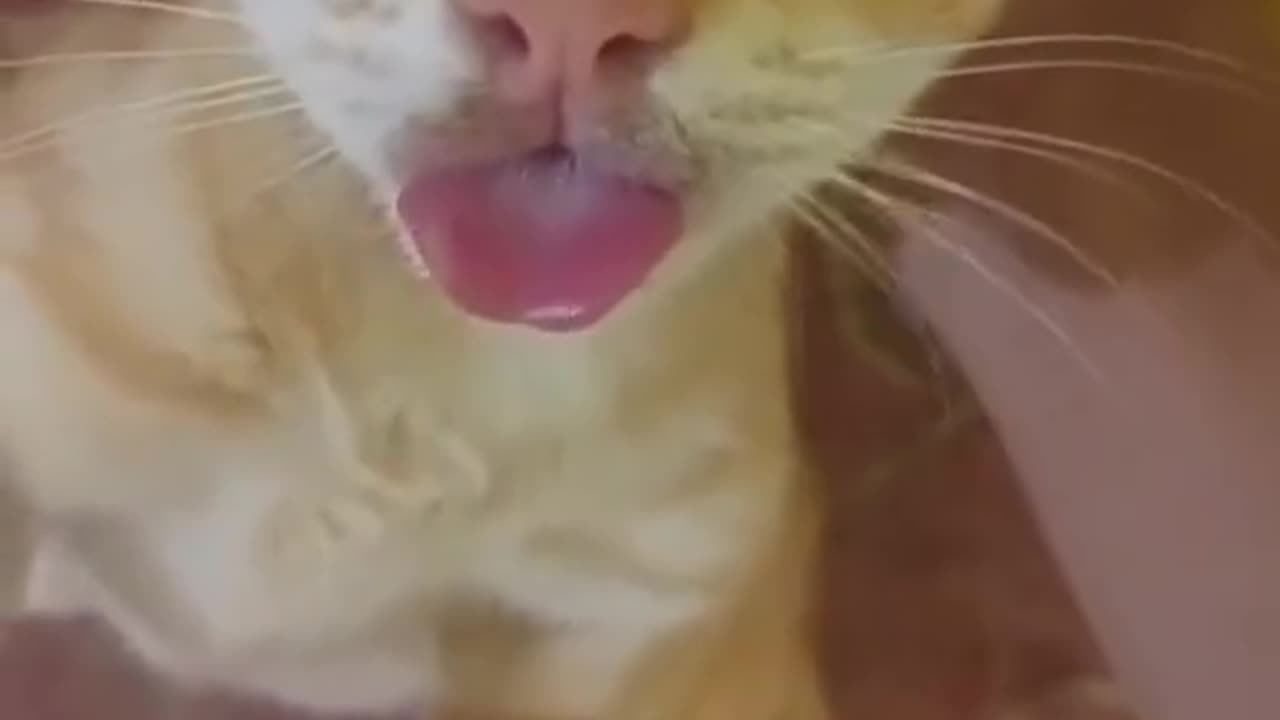cat being cat