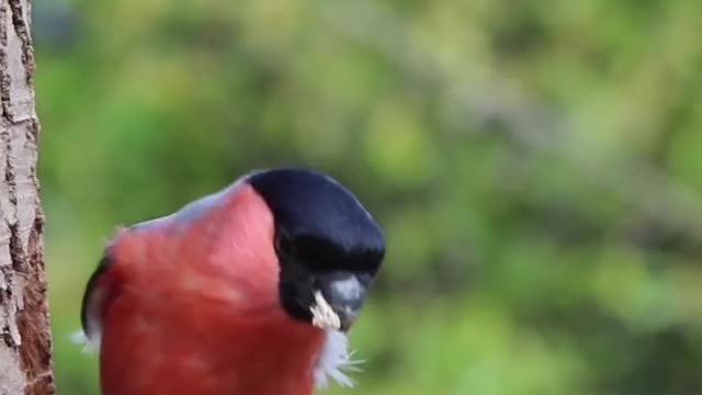 The Peony Bullfinch