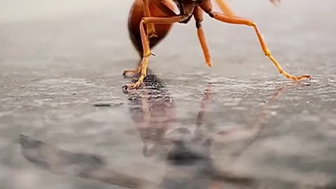🐜🐜🐜🐜🐜🐜🐜🐜