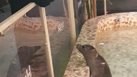 Play with the seal