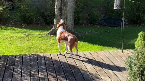 My dog howling at the tornado sirens during the monthly test