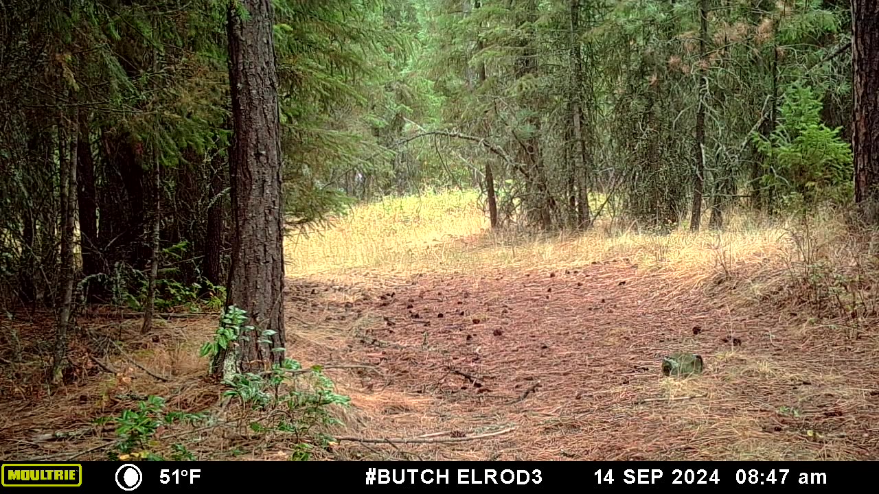 Bear Crossing