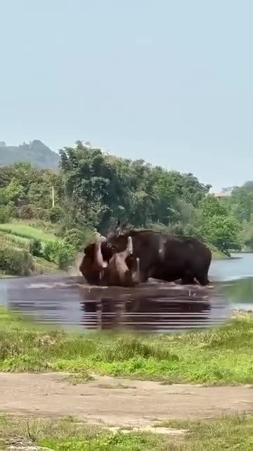 Cow Hunt by Lion|شکار گاو توسط شیر