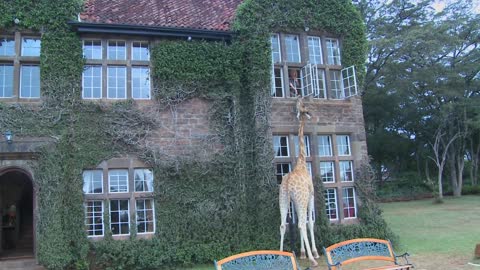 Giraffes mill around outside an old mansion in Kenya