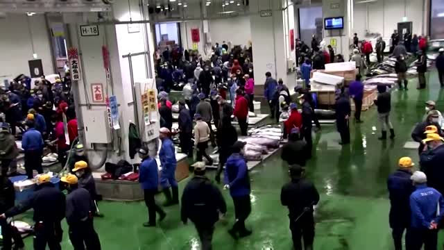 Prices dive at Tokyo's new year tuna auction