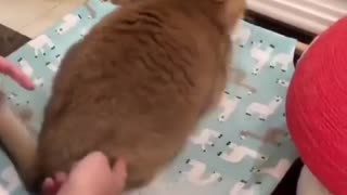 Fat cats can't turn