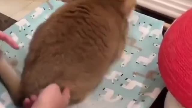 Fat cats can't turn