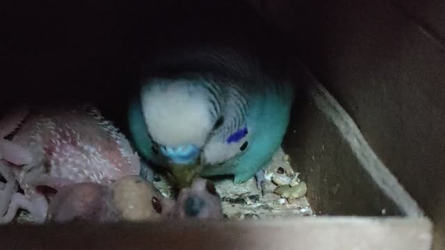 Birds eating their young children🥺🍓♥️