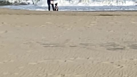 Boxer Dog Slow Motion on the beach