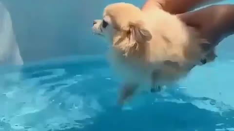 Cute dog