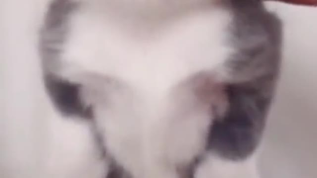 Cat Cute animals funny video